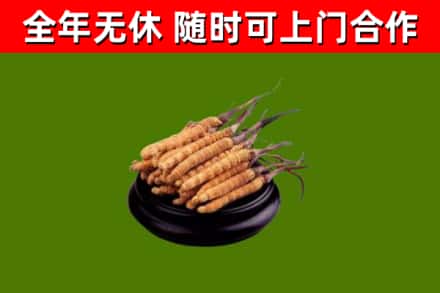 怀化回收散虫草