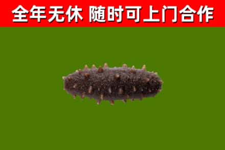 怀化回收海参干